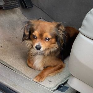 Meet your Posher, Angeles